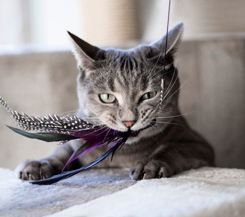 Bruceville Pet Hospital Hero Image Bruceville Pet Hospital Hero Image