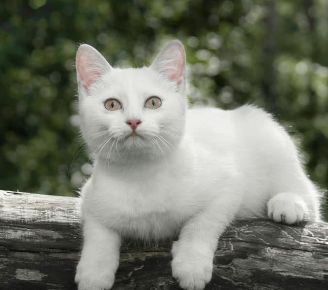 All Creatures Veterinary Care Hero Image All Creatures Veterinary Care Hero Image