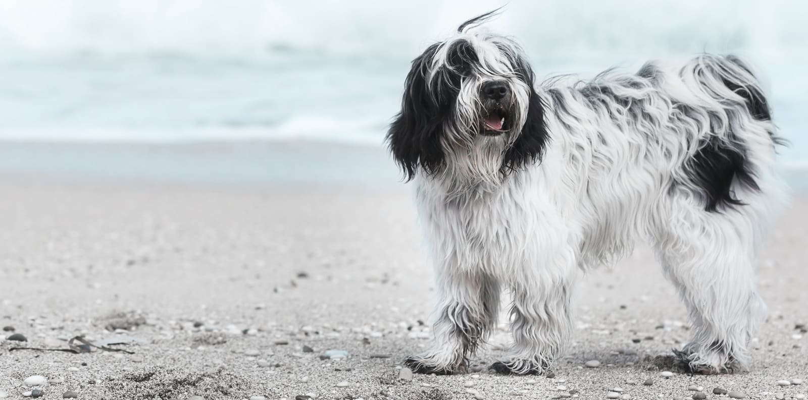 Family Pet Hospital Hero Image Family Pet Hospital Hero Image