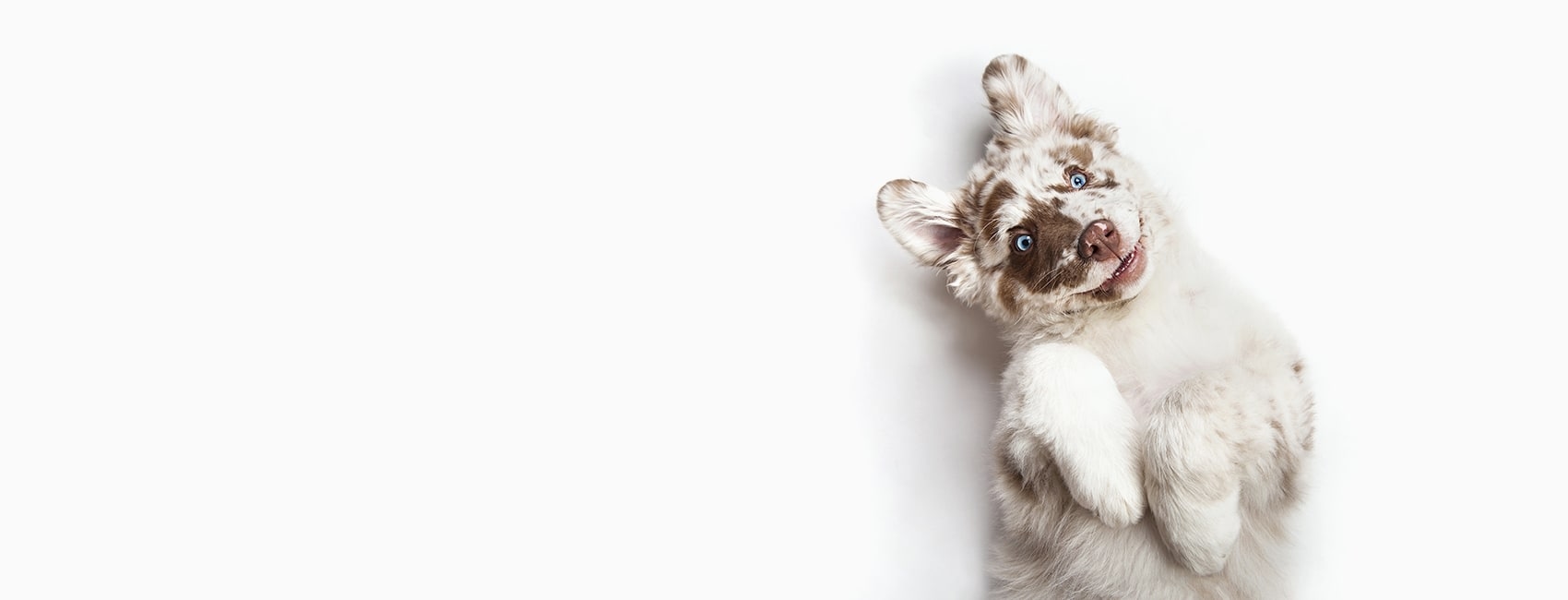 Clover Veterinary Hospital Hero Image Clover Veterinary Hospital Hero Image