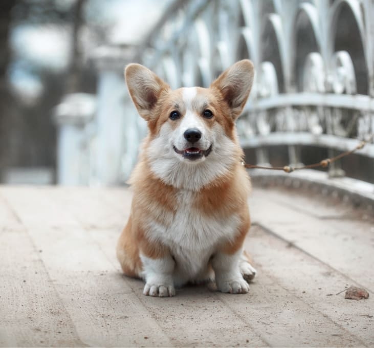 Pet Doctors of America Hero Image Pet Doctors of America Hero Image