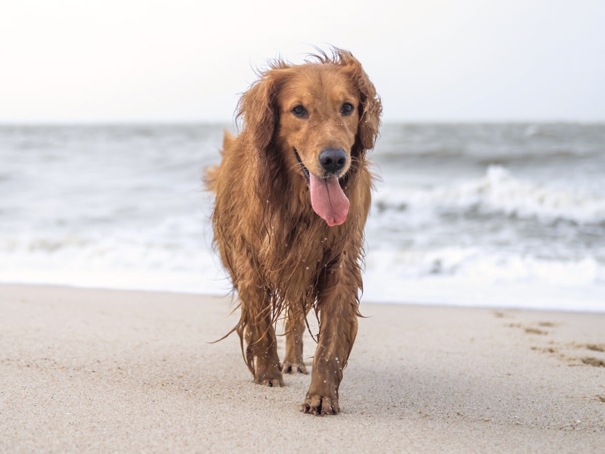 Montecito Pet Hospital Hero Image Montecito Pet Hospital Hero Image