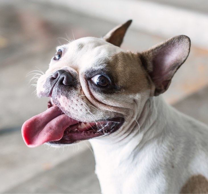 Stoney Pointe Pet Hospital Hero Image Stoney Pointe Pet Hospital Hero Image