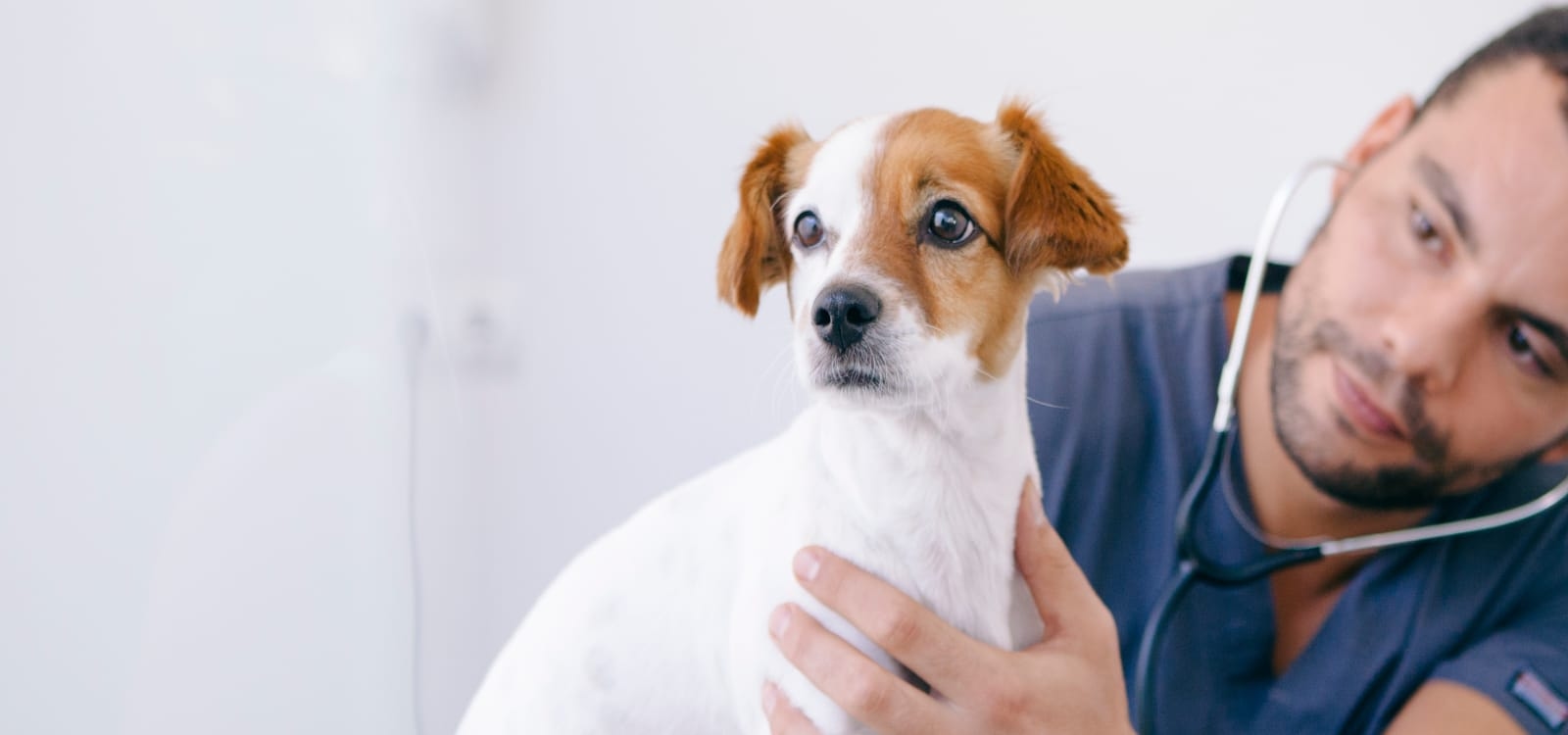 VSEC Thousand Oaks Vet Hero Image VSEC Thousand Oaks Vet Hero Image