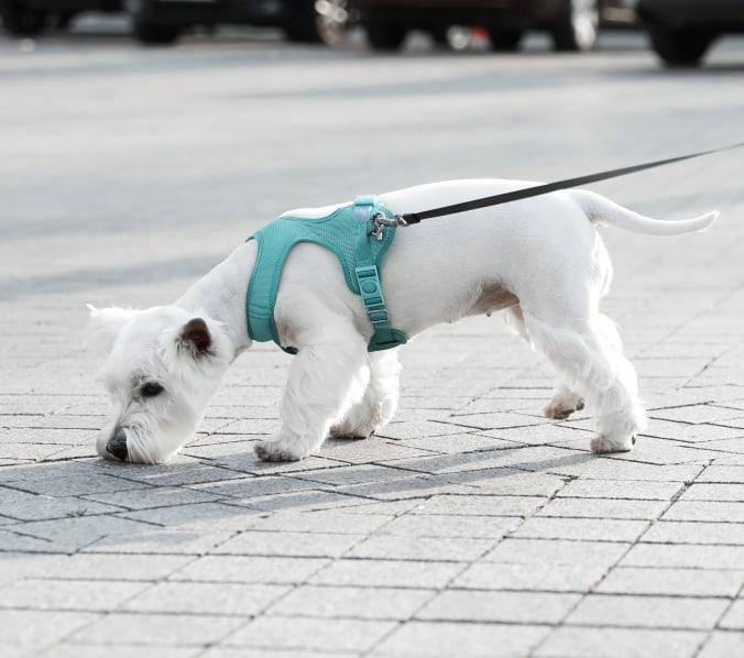 Rivergate Veterinary Clinic Hero Image Rivergate Veterinary Clinic Hero Image