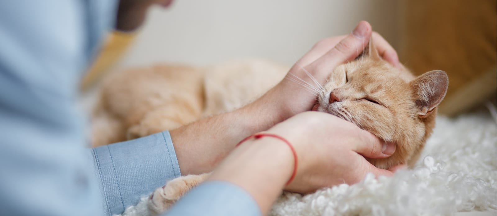 English Creek Veterinary Clinic Hero Image English Creek Veterinary Clinic Hero Image