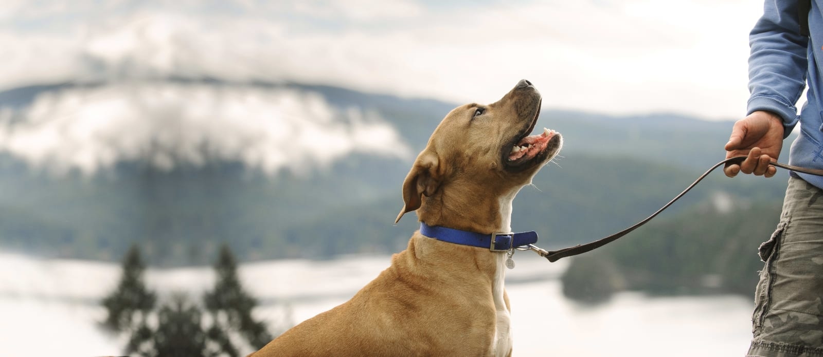 Argyle Veterinary Hospital Hero Image Argyle Veterinary Hospital Hero Image