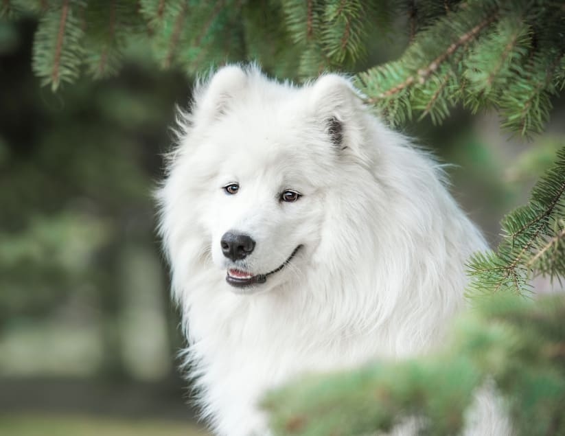 South Mesa Veterinary Hospital Hero Image South Mesa Veterinary Hospital Hero Image