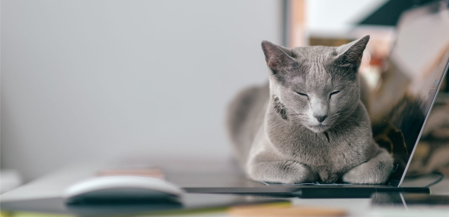 Silver Springs Animal Clinic Hero Image Silver Springs Animal Clinic Hero Image