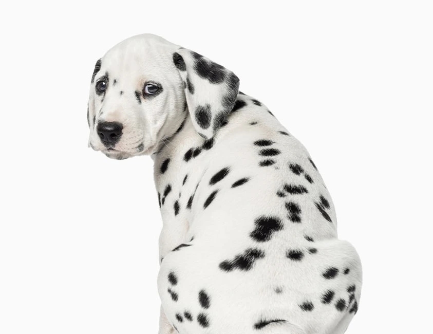 Spring House Animal Hospital Hero Image Spring House Animal Hospital Hero Image