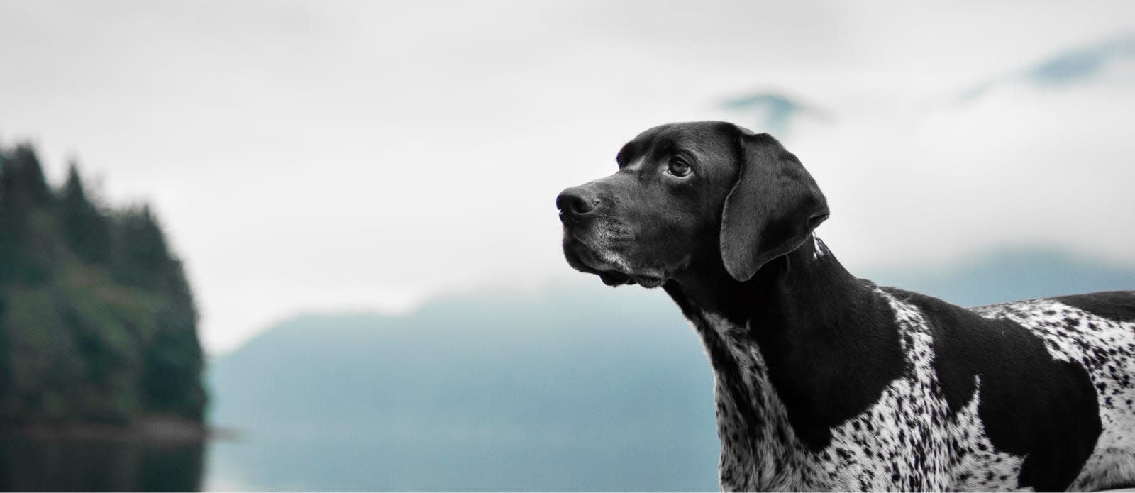 Tulare-Kings Veterinary Emergency Services Hero Image Tulare-Kings Veterinary Emergency Services Hero Image