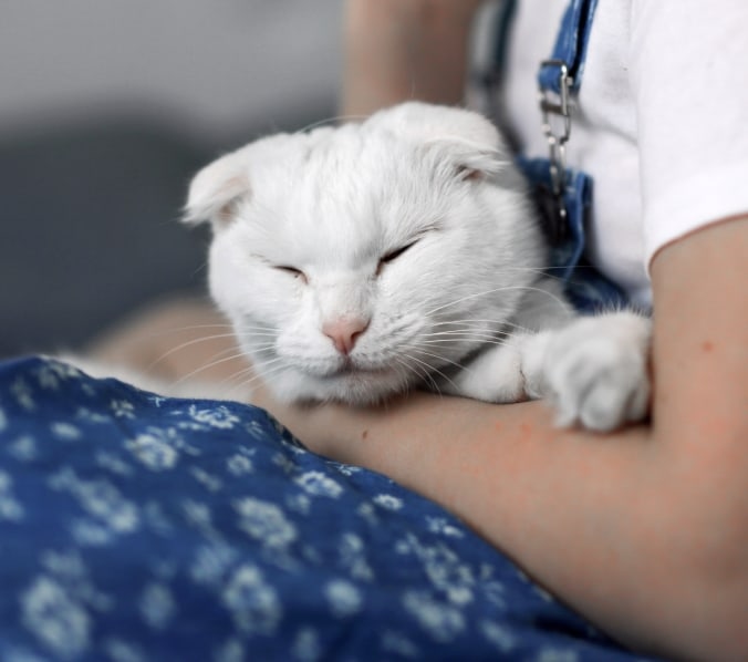 Highland Animal Hospital Hero Image Highland Animal Hospital Hero Image