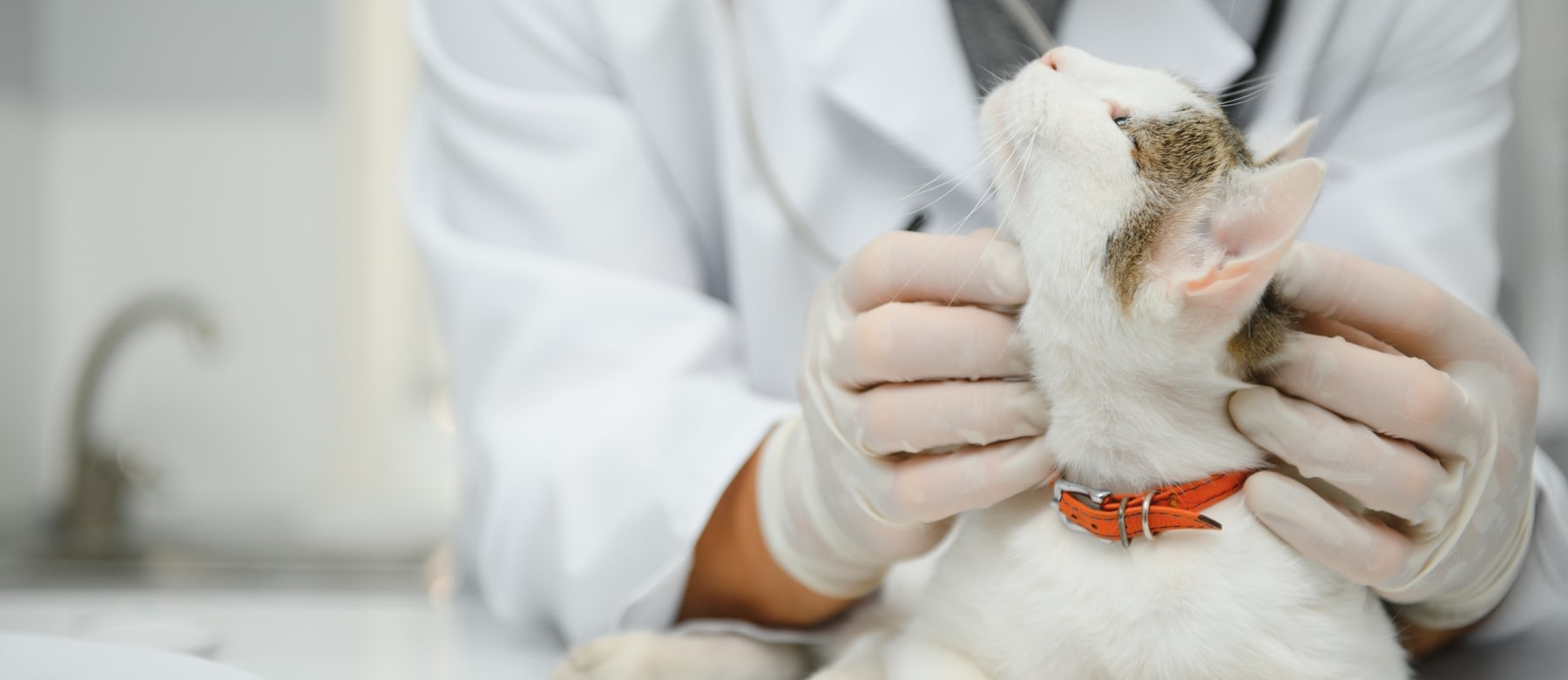 Choice Veterinary Specialists Hero Image Choice Veterinary Specialists Hero Image