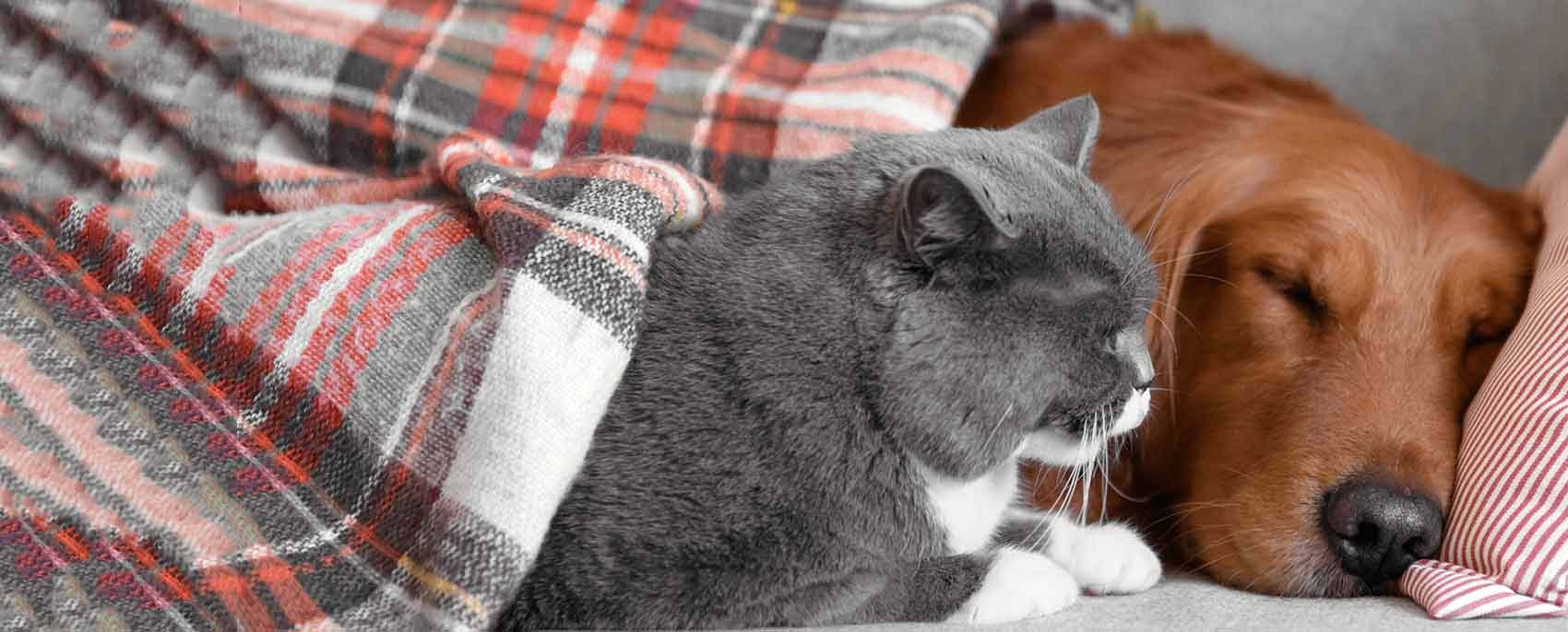 Taylor Veterinary Emergency Hero Image Taylor Veterinary Emergency Hero Image