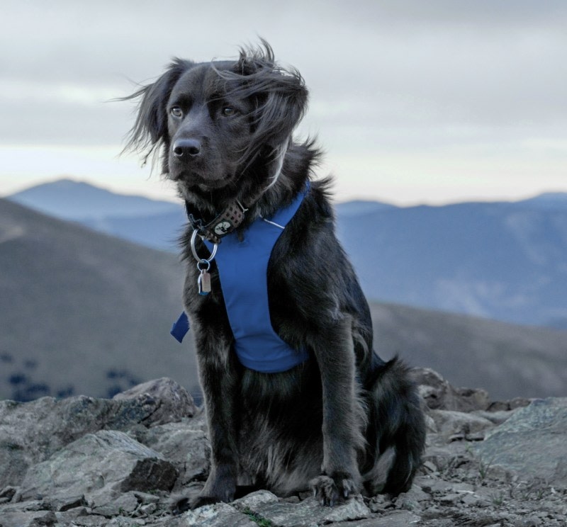 Welcome to Mountain View Veterinary Hospital in Vancouver! Hero Image Welcome to Mountain View Veterinary Hospital in Vancouver! Hero Image