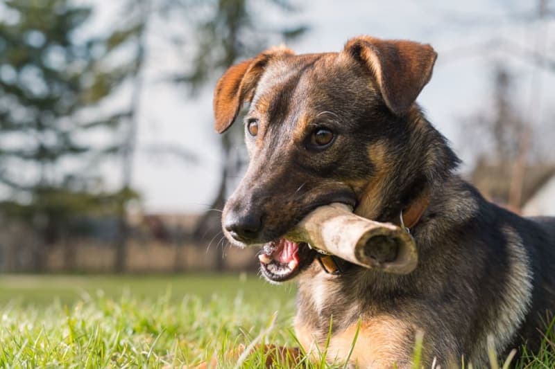 Behavior Problems in Cats & Dogs: Recognizing Signs Your Pet Needs Behavioral Help Behavior Problems in Cats & Dogs: Recognizing Signs Your Pet Needs Behavioral Help