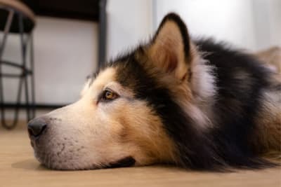 How can I tell if my dog has been poisoned? How can I tell if my dog has been poisoned?