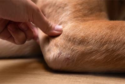 Joint Pain in Dogs - Signs, Causes & Treatment Joint Pain in Dogs - Signs, Causes & Treatment