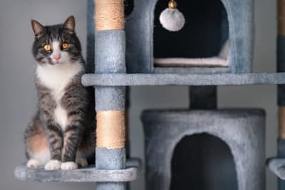 Should I get my indoor cat vaccinated? Why & When To Do It Should I get my indoor cat vaccinated? Why & When To Do It