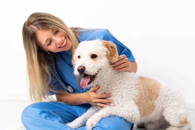 Getting Your Dog Fixed: When & What To Know Getting Your Dog Fixed: When & What To Know