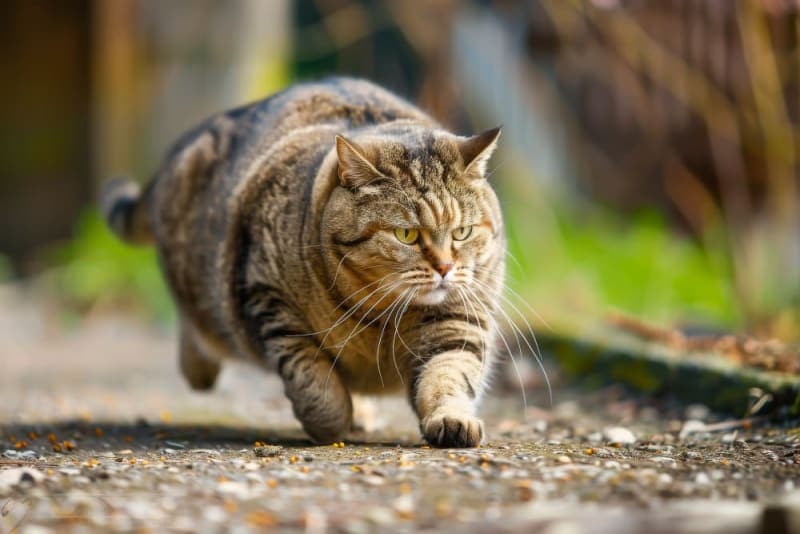 Is Your Cat Overweight? Signs, Symptoms & What to Do Is Your Cat Overweight? Signs, Symptoms & What to Do