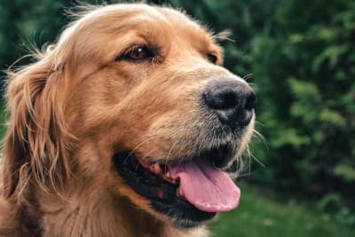 Bad Breath in Dogs: Causes & Remedies Bad Breath in Dogs: Causes & Remedies